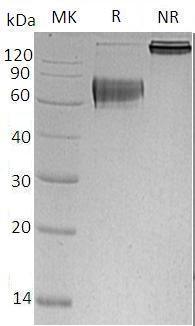 Human CD27/TNFRSF7 (Fc & His tag) recombinant protein