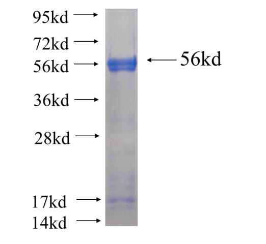 Recombinant Arabidopsis thaliana ATSUFS SDS-PAGE