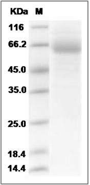 Mouse FcERI / FCER1A Protein (Fc Tag) SDS-PAGE