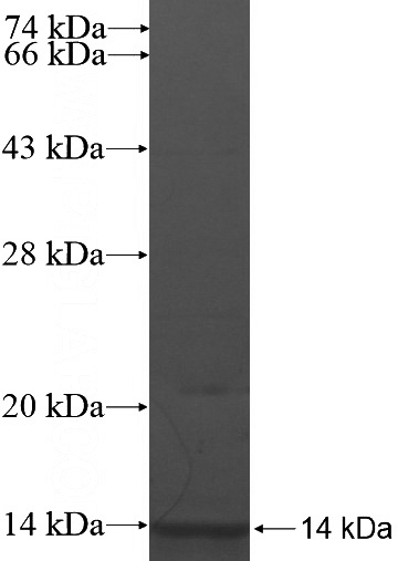 Recombinant Human SLC2A3 SDS-PAGE