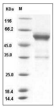 Mouse HMGB1 / HMG1 Protein (Fc Tag) SDS-PAGE