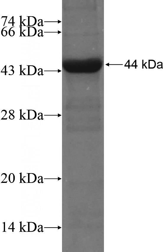 Recombinant Human RAPGEF3 SDS-PAGE