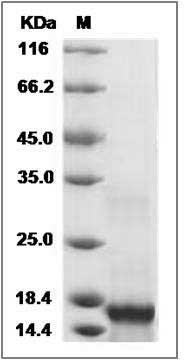 Rat IL7 / interleukin 7 Protein SDS-PAGE