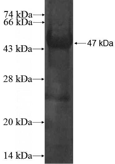 Recombinant Human JIP1 SDS-PAGE