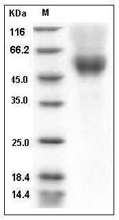 Mouse CD64 / FCGR1 Protein (His & AVI Tag), Biotinylated SDS-PAGE