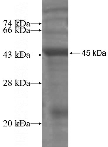 Recombinant Human MTM1 SDS-PAGE