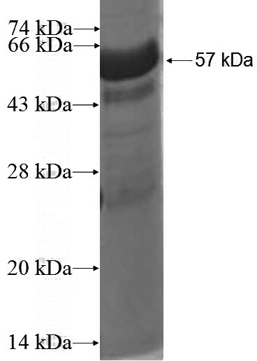 Recombinant Human NDE1 SDS-PAGE