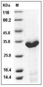 Mouse HABP1 / C1QBP Protein (His Tag) SDS-PAGE