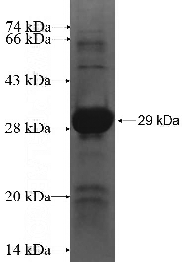 Recombinant Human PIK3CA SDS-PAGE