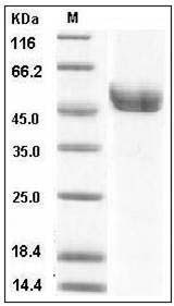 Mouse REN1 / Renin-1 Protein (His Tag) SDS-PAGE