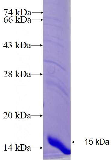 Recombinant Human PLIN1 SDS-PAGE