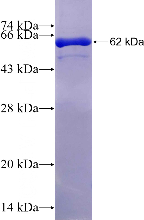 Recombinant Human PTGR1 SDS-PAGE