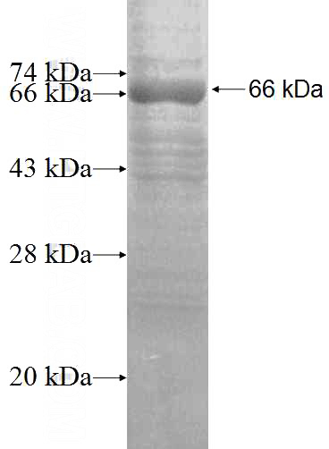 Recombinant Human EEF1A2 SDS-PAGE