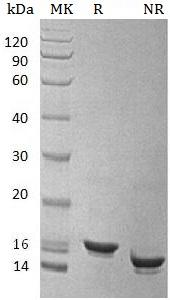 Human IL10 recombinant protein