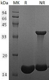 Human FABP3/FABP11/MDGI (His tag) recombinant protein
