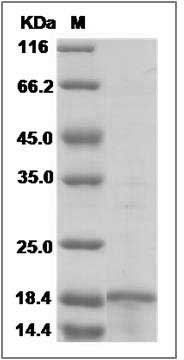 Human MMP-26 / Matrix metalloproteinase-26 Protein SDS-PAGE