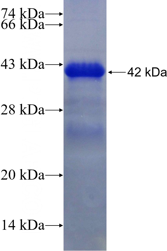 Recombinant Human SOX13 SDS-PAGE