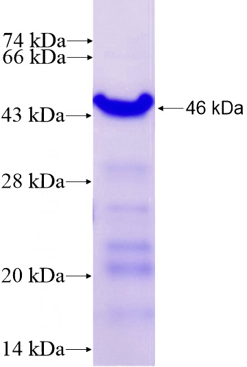 Recombinant Human RNF126 SDS-PAGE