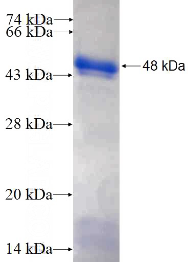 Recombinant Human TULP1 SDS-PAGE