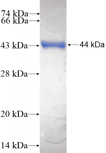Recombinant Human USP28 SDS-PAGE