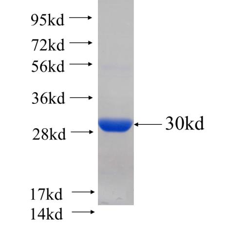 Recombinant Arabidopsis thaliana MOBP2 SDS-PAGE