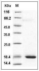 Mouse REG3A Protein (His Tag) SDS-PAGE