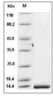 Human CCL14 / HCC-1 / HCC-3 Protein (aa 28-93, His Tag) SDS-PAGE