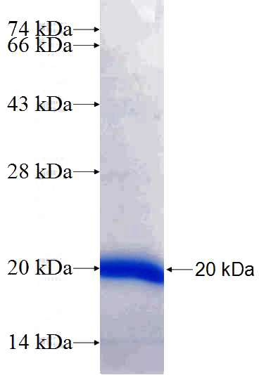 Recombinant Human BUB3 SDS-PAGE