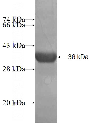 Recombinant Human TEKT1 SDS-PAGE