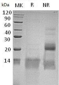 Human GDF11/BMP11 recombinant protein