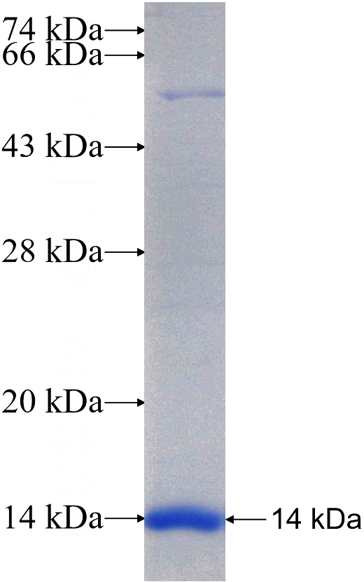 Recombinant Human FBXO32 SDS-PAGE