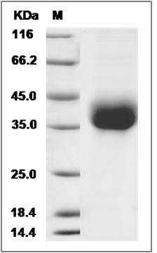 Danio rerio (zebrafish) EFNB2A / Ephrin B2a Protein (His Tag) SDS-PAGE