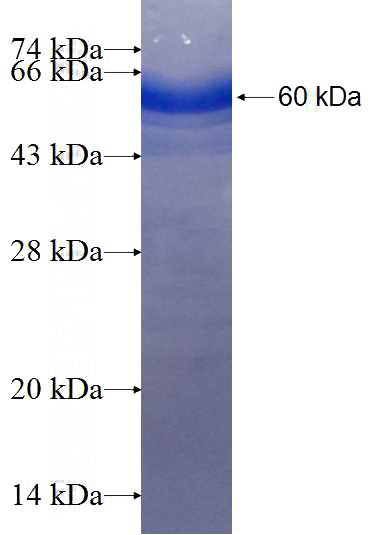 Recombinant Human G3BP2 SDS-PAGE