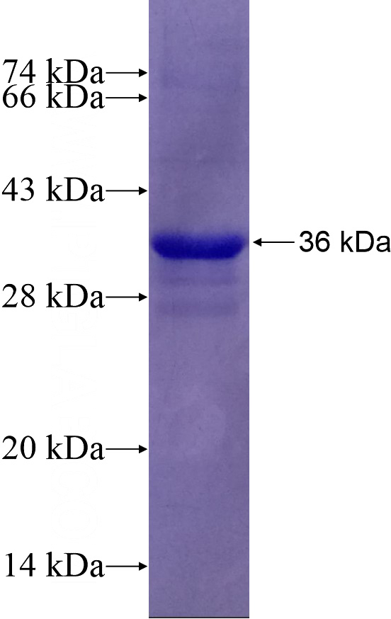 Recombinant Human ATG7 SDS-PAGE