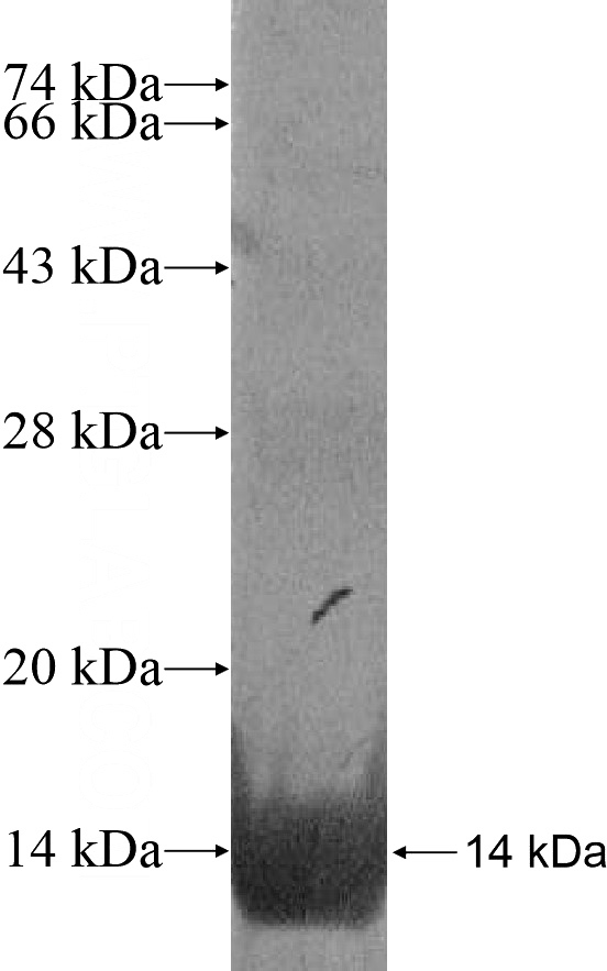 Recombinant Human SRP9 SDS-PAGE