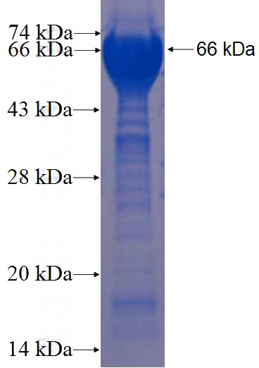Recombinant Human DAP3 SDS-PAGE