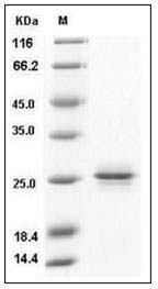 Human PRDM2 / RIZ1 Protein SDS-PAGE