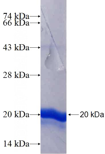 Recombinant Human MAFF SDS-PAGE