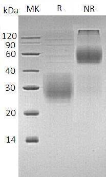 Human NKG2A & CD94 (His & Flag tag) recombinant protein