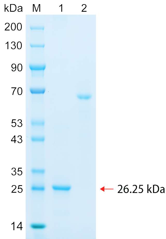 Recombinant CL12B protein (His tag) SDS-PAGE