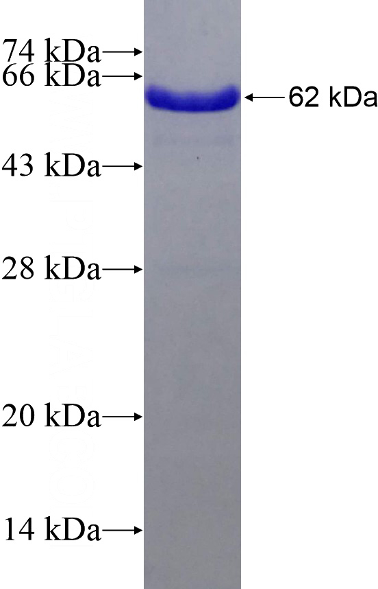 Recombinant Human HuR SDS-PAGE