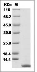 Rat CXCL1 / MGSA / NAP-3 Protein