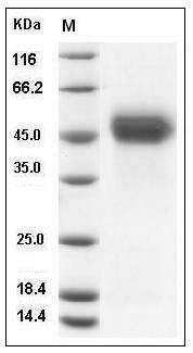 Human uPAR / CD87 Protein (His Tag) SDS-PAGE