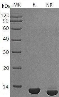 Mouse Ngf/Ngfb recombinant protein