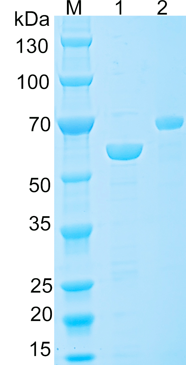 Recombinant Human STX1B SDS-PAGE