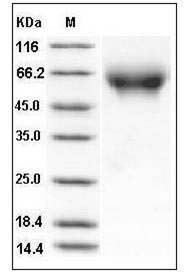Rat CD155 / PVR / NECL5 Protein (His Tag) SDS-PAGE