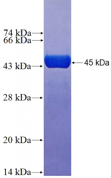 Recombinant Human Lamin A/C SDS-PAGE