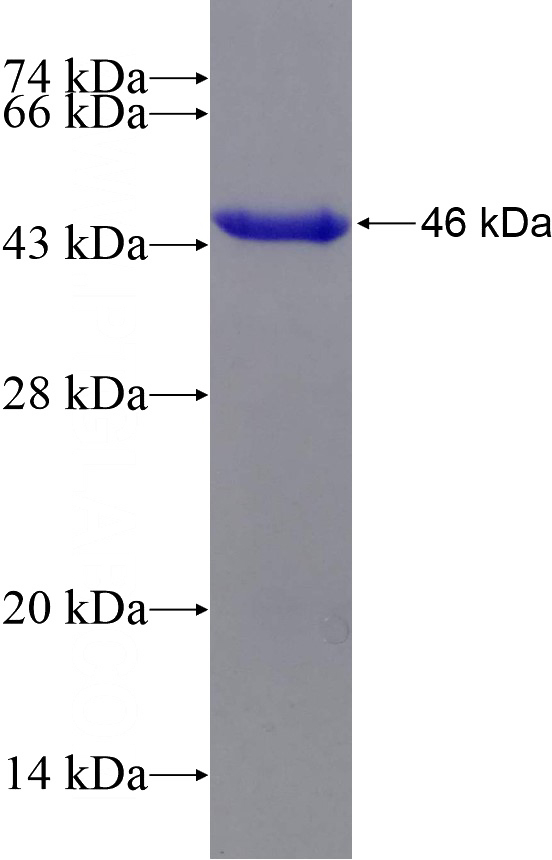 Recombinant Human THUMPD3 SDS-PAGE
