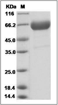 Rat CLEC1A / CLEC-1 Protein (Fc Tag) SDS-PAGE