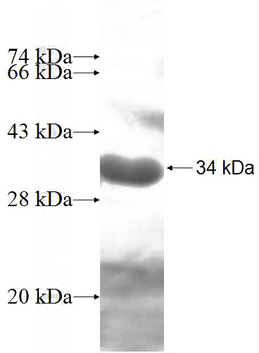 Recombinant Human PDCL3 SDS-PAGE